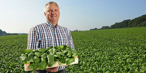 Duitse spinazie boer